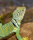 Close up of collared lizard