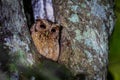 Close up of Collared scops owl