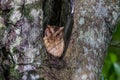 Close up of Collared scops owl