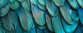 A close-up of a collection of iridescent feathers in shades of blue and green, arranged in a fan Royalty Free Stock Photo