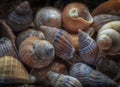 Netted dog whelks Royalty Free Stock Photo