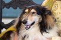 Close-up of a collie dog Royalty Free Stock Photo