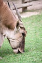 Close-up of a Collon Eland Royalty Free Stock Photo