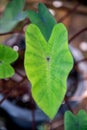 Colocasia Black Magic leaf