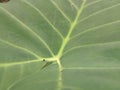 Close up a Colocasia esculenta, elephant ear, can be used as wallpaper or background