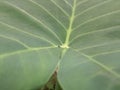 Close up a Colocasia esculenta, elephant ear, can be used as wallpaper or background