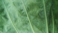 A close-up of a colocasia leaf