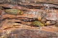 Close-up colonies of Caucasian mollusk slug of forest Ar