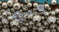 Close-up of a colony of barnacles attached to a rusty surface with translucent crystals Royalty Free Stock Photo