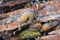 Close-up colony of Caucasian mollusk slug