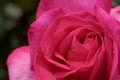 Close up color picture of pink rose with the name: Parole