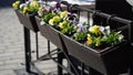 Close-up colored pansy flowers flowerpots summer terrace cafe.Decorative flower pots with spring flowers of viola cornuta.Pansies Royalty Free Stock Photo