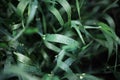 Close-up of colorful abstract textured background of water drops on green leaves. Royalty Free Stock Photo