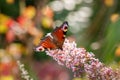 Close up of colorful aglais european peacock getting nectar from pink butterfly bush. Shallow depth of field. Royalty Free Stock Photo