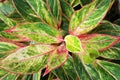 Colorful aglaonema ornamental plants blooming in garden , top view green leaves with red line edge patterns texture for nature