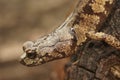 Close up of a colorful Aneides ferreus , Clouded salamander hanging from redwood Royalty Free Stock Photo