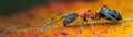 A close up of a colorful ant on a leaf Royalty Free Stock Photo
