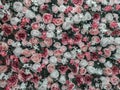 Close up of colorful artificial roses flowers wall background . Royalty Free Stock Photo