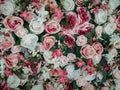 Close up of colorful artificial roses flowers wall background . Royalty Free Stock Photo