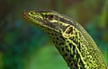 Asian water monitor varanus salvator lizard Royalty Free Stock Photo
