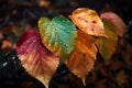 Closeup of colorful aspen tree leaves hanging on tree branch with water drops Royalty Free Stock Photo