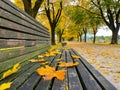 CLOSE UP: Colorful autumn colored fallen leaves lie on the wooden park bench. Royalty Free Stock Photo