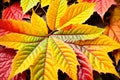 A close up of colorful autumn leaves Royalty Free Stock Photo