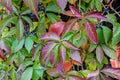 Colorful autumn leaves