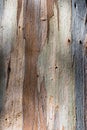 Close up of colorful bark Royalty Free Stock Photo