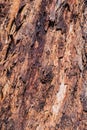 Close up of the colorful bark Royalty Free Stock Photo