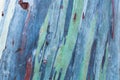 Close up colorful bark of the rainbow eucalyptus Royalty Free Stock Photo