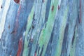 Close up colorful bark of the rainbow eucalyptus Royalty Free Stock Photo
