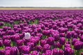 Close up of a colorful bed of purple / pink Dutch tulips with one white tulip Royalty Free Stock Photo