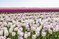 Close up of a colorful bed of purple / pink Dutch tulips with one white tulip Royalty Free Stock Photo