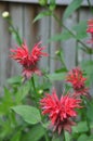 Closeup Image of Bee Balm Flowers in Bloom