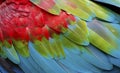 Close-up of colorful bird feathers of Red and Green Macaw, Brazil Royalty Free Stock Photo