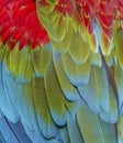 Close-up of colorful bird feathers of Red and Green Macaw, exotic natural textured background in red, green and blue, Brazil Royalty Free Stock Photo