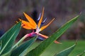 Close-up of a colorful bird of paradise flower. Royalty Free Stock Photo