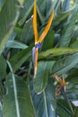 Close up of a colorful bird of paradise Strelitzia Reginae flower Royalty Free Stock Photo