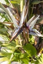 Close up of a colorful bird of paradise Strelitzia Reginae flower Royalty Free Stock Photo