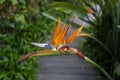 Close up of a colorful bird of paradise Strelitzia Reginae flower Royalty Free Stock Photo
