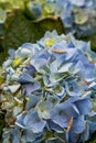 Close-up of a colorful blooming hydrangea, Hydrangea macrophylla (Thunb.) Ser.