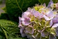 Close-up of a colorful blooming hydrangea, Hydrangea macrophylla (Thunb.) Ser.