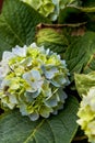 Close-up of a colorful blooming hydrangea, Hydrangea macrophylla (Thunb.) Ser.