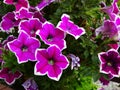 Close up of colorful blooming petunia flowers, natural background.