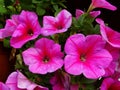 Close up of colorful blooming petunia flowers, natural background.