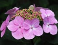 Blossom of a hydrangea