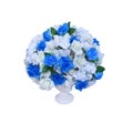 Colorful blue and white roses flower  bouquet in big white pot isolated on white background Royalty Free Stock Photo