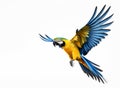 Close-up of colorful blue and yellow macaw in flight Royalty Free Stock Photo