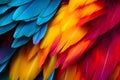 Close up of colorful blue, yellow and red feathers of exotic parrot bird